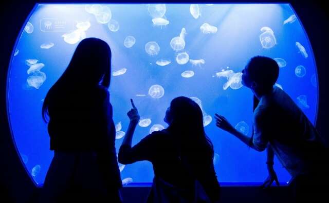都内で一番新しい すみだ水族館 でクラゲに癒される 施設 サービス ヒルトン東京ベイ ヒルトン ホテルズ リゾーツ
